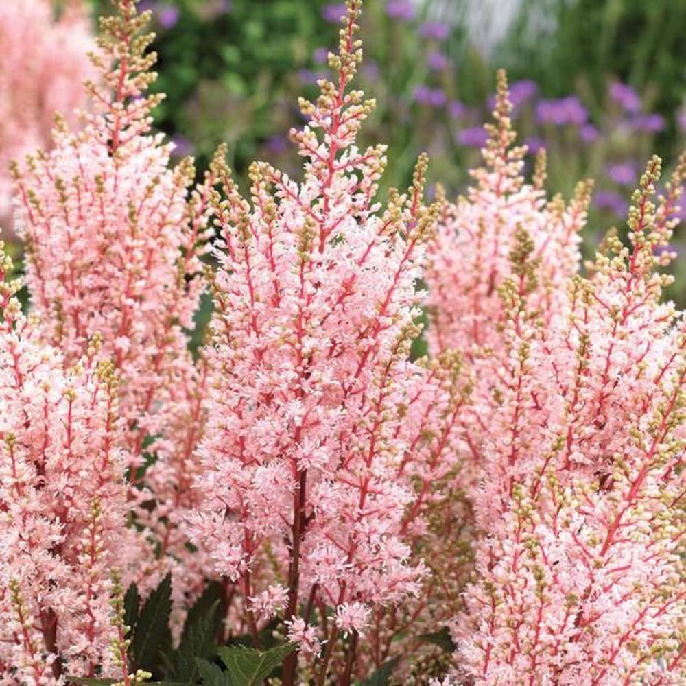 Astilbe 'Look At Me'